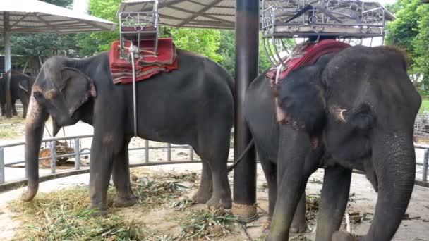 Elefantes en el zoológico con un carro en la espalda están comiendo. Tailandia. Países Bajos . — Vídeos de Stock