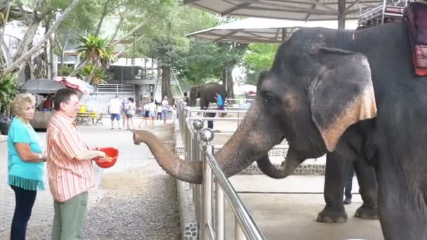 Los turistas alimentan a los elefantes en el zoológico. Tailandia. Países Bajos . — Vídeos de Stock