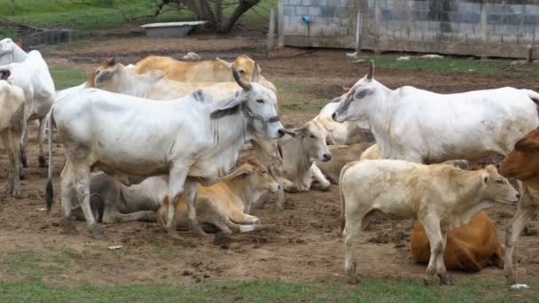 Стадо тайских коров, пасущихся на грязном пастбище в Азии. Открыть коровье поле. Таиланд . — стоковое видео