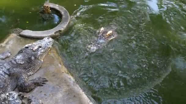 Fütterung von am Boden liegenden Krokodilen in der Nähe des grünen sumpfigen Flusses im Zoo. Thailand. Asien — Stockvideo