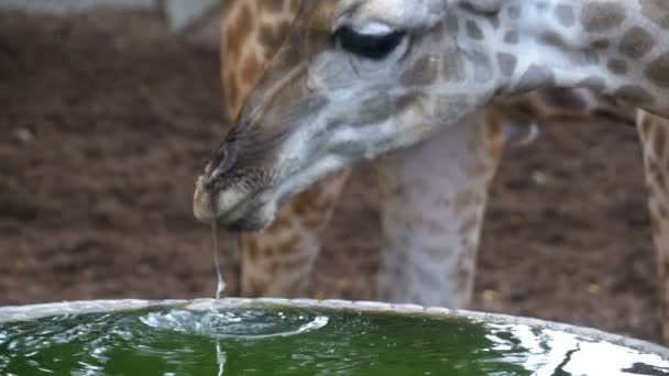 Giraffe im Zoo trinkt Wasser aus einem Reservoir in Form eines Brunnens. Zeitlupe. Thailand. — Stockvideo