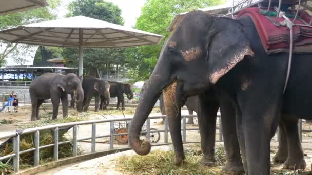 Elefantes no zoológico com um carrinho nas costas estão comendo. Tailândia. Ásia . — Vídeo de Stock