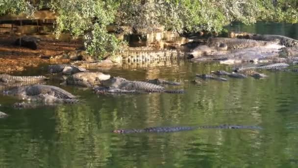 Molti coccodrilli nella Sdraiata Selvaggia in un fiume paludoso sulla riva sotto un albero. Thailandia. Asia — Video Stock