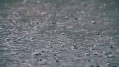 Yağmur fırtınası sırasında su birikintisine düşen büyük yağmur damlaları. Yavaş Çekimde Su Damlaları.