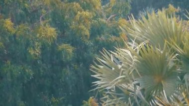 Yeşil orman bir palmiye ağacı ile zemin karşı ormanda tropikal yağmur fırtınası