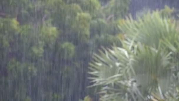 Tormenta tropical en la selva contra el telón de fondo de un bosque verde con una palmera — Vídeo de stock