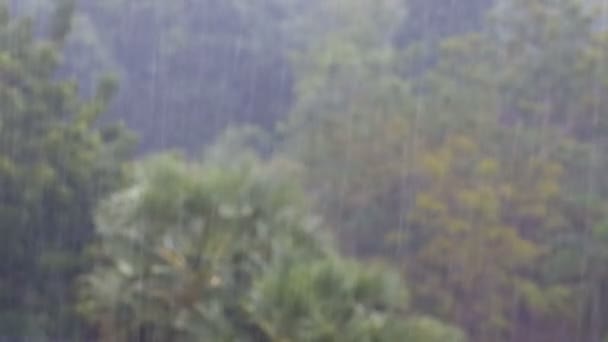 Тропічний дощ в джунглях на тлі зелені ліси з пальмових дерев — стокове відео