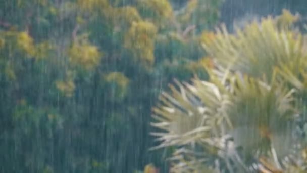 Tormenta tropical en la selva contra el telón de fondo de un bosque verde con una palmera — Vídeos de Stock