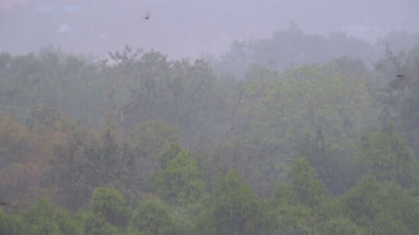 녹색 숲의 배경으로 정글에 열 대 폭풍우 — 비디오