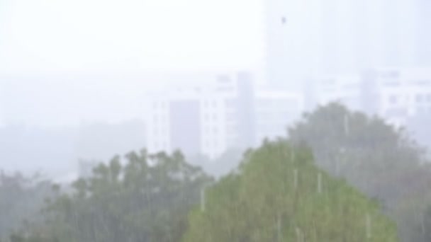 Antecedentes da chuva tropical na selva. andorinhas e pássaros voam na chuva — Vídeo de Stock