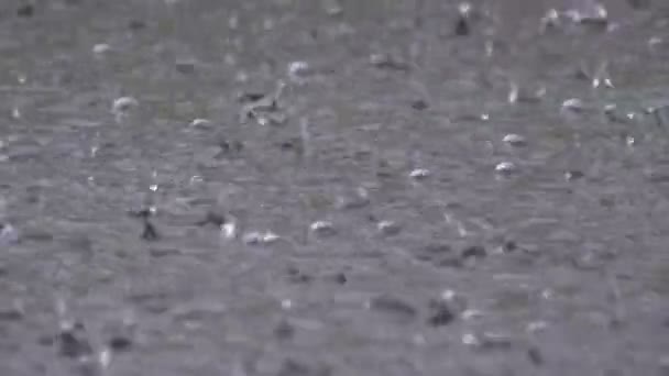 De grandes gouttes de pluie tombent dans une flaque d'eau pendant une tempête de pluie. Gouttes d'eau . — Video