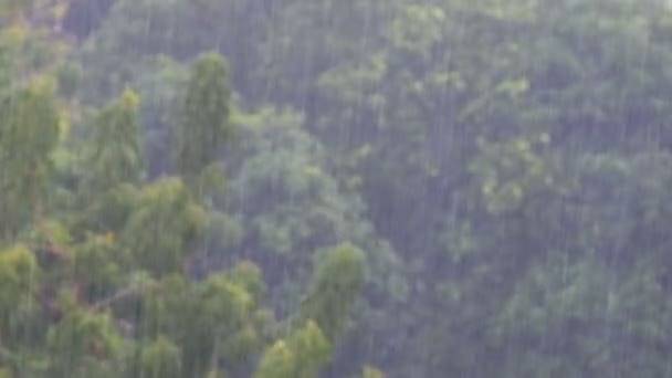 Tropisk regnstorm i junglen på baggrund af en grøn skov med et palmetræ – Stock-video