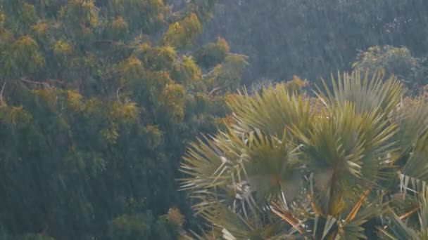 Tormenta tropical en la selva contra el telón de fondo de un bosque verde con una palmera — Vídeo de stock