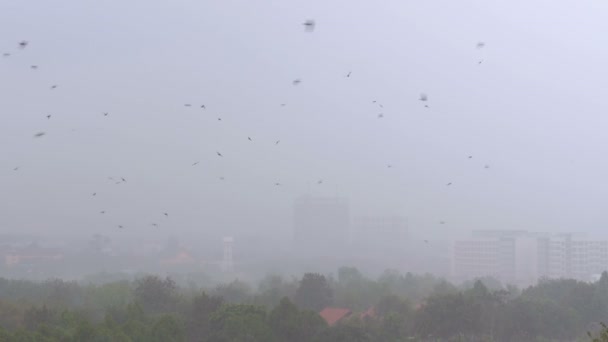 Tropikalny deszcz w dżungli. Jaskółki i ptaki latać w deszczu — Wideo stockowe