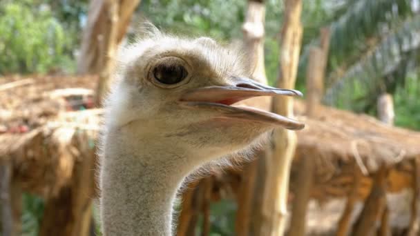 Struisvogel gezicht lachend in de jungle. Thailand — Stockvideo