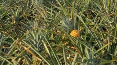 Ananas ekimi Tayland sezonu çiftlikte