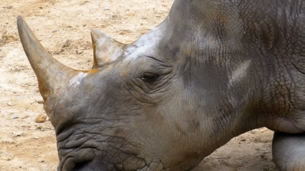Носорог лежит на земле в зоопарке Khao Kheow Open Zoo. Таиланд — стоковое видео