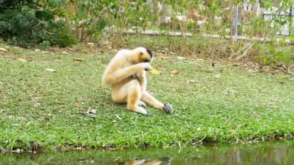 White Cheeked Gibbon se sienta en un prado junto a un estanque o río en el zoológico de Khao Kheow. Tailandia — Vídeo de stock