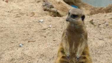 Meerkat standları iki ayak ve dışarı arıyorsunuz Danger.Thailand.