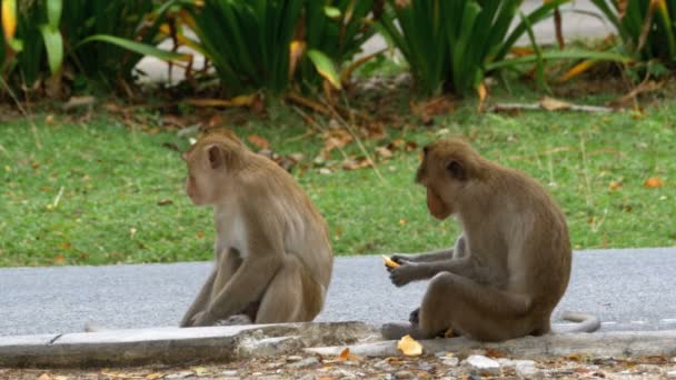 Dos monos sentados en el suelo comiendo comida en el zoológico abierto Khao Kheow. Tailandia — Vídeos de Stock
