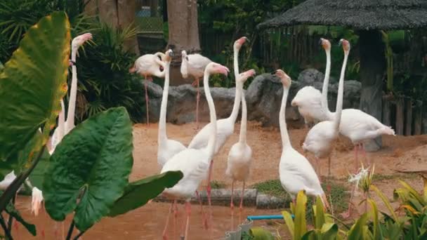 Weißer oder pinkfarbener Flamingo im khao kheow offenen Zoo. Thailand — Stockvideo