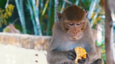 Ormanda Mısır yeme maymun. Tayland