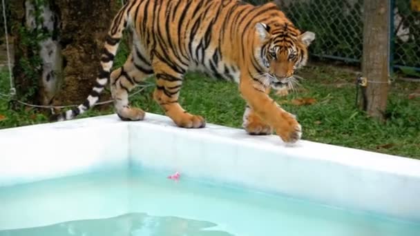 Тигр в зоопарке гуляет по краю бассейна с водой. Таиланд. Slow Motion — стоковое видео