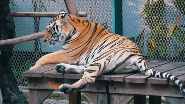 Upoutaný tygr v parku pro fotografování s turisty. Pattaya, Thajsko. Zpomalený pohyb — Stock video