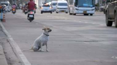 Yolda geçen arabalar ve motosikletler ile Anavatan gri köpek oturur. Ağır çekim. Asya, Tayland