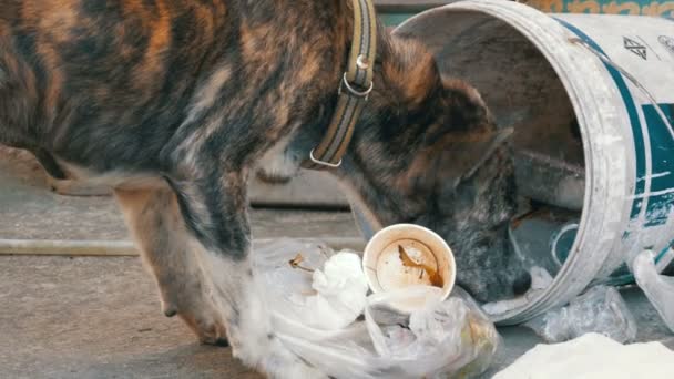 Homeless, Thin and Hungry Dog Rummages in a Garbage can on the Street. Asia, Thailand — Stock Video