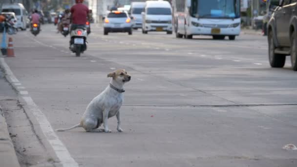 El perro gris sin hogar se sienta en la carretera con coches y motocicletas que pasan. A cámara lenta. Asia, Tailandia — Vídeos de Stock