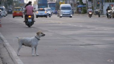 Yolda geçen arabalar ve motosikletler ile Anavatan gri köpek oturur. Ağır çekim. Asya, Tayland