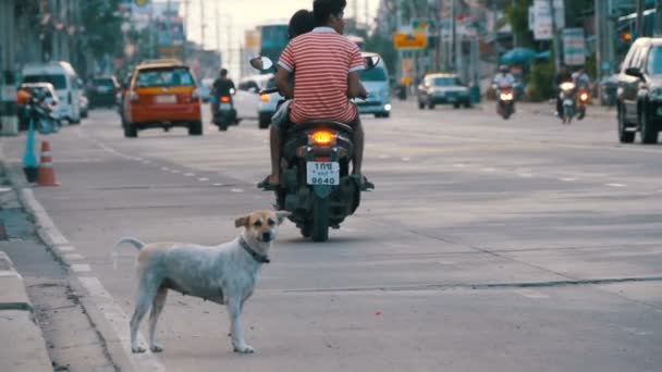 Hajléktalan szürke kutya ül az úton elhaladó autók és motorkerékpárok. Lassú mozgás. Ázsiában, Thaiföld — Stock videók