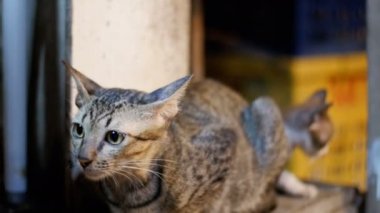 Küçük gri sokak kedisi ve gece semt pazarı, yerde oturan kedi