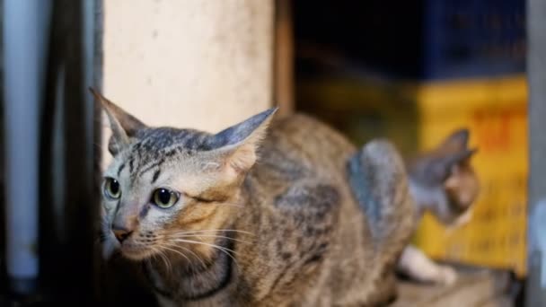 Little Grey gato callejero y gatito sentado en el suelo en el mercado de la calle noche — Vídeos de Stock