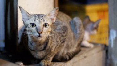 Küçük gri sokak kedisi ve gece semt pazarı, yerde oturan kedi