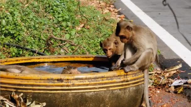 Apor fångade en groda i en skål med vatten och spela med den. Thailand — Stockvideo