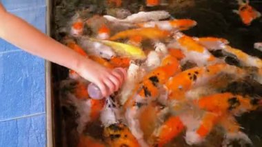 Bir şişe bir meme başı ile renkli Japon kırmızı sazan besleme. Tayland