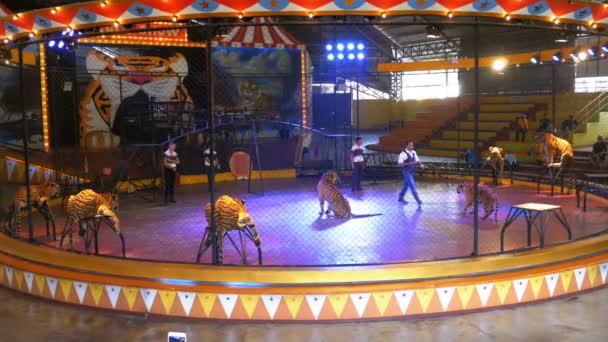 Kaplan terbiyecisi ve kaplanlar bir sirk performans hileler, bir kafeste. Circus Tiger Arena. Tayland — Stok video
