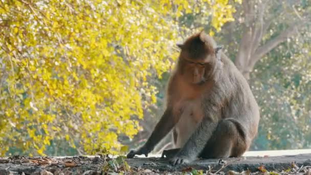 O macaco fica perto da estrada no parque nacional. Tailândia — Vídeo de Stock