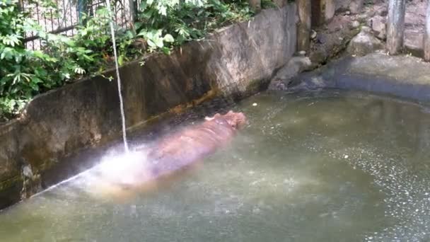 Hipopótamo nadar en un estanque en el zoológico abierto Khao Kheow. Tailandia . — Vídeo de stock