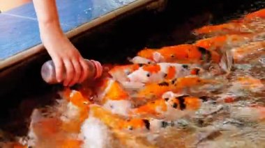 Bir şişe ile bir emzik renkli Japon kırmızı sazan besleme. Tayland