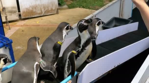 Pingouins dans la cage et les mains des touristes au zoo ouvert de Khao Kheow. Thaïlande — Video