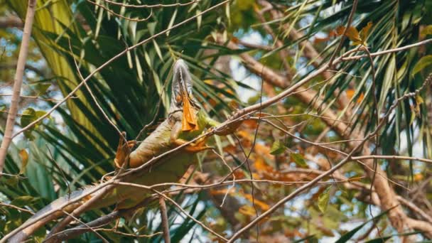 Chameleon on a branch in the Jungle forest. Thailand. — Stock Video