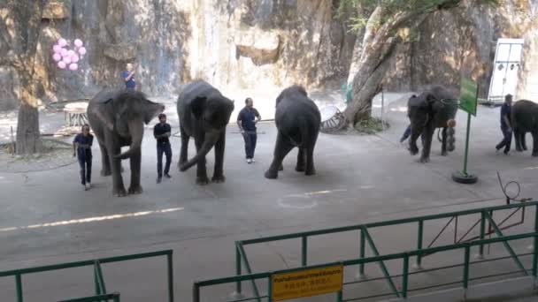 Veel dans van de olifanten in het circus arena. Prestaties van olifanten op de olifant show. Thailand — Stockvideo