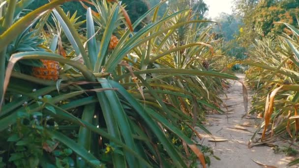 Ananasplantage auf dem thailändischen Bauernhof in der Saison — Stockvideo
