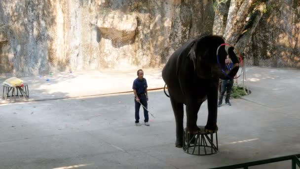 Výkon slonů na sloní show. — Stock video