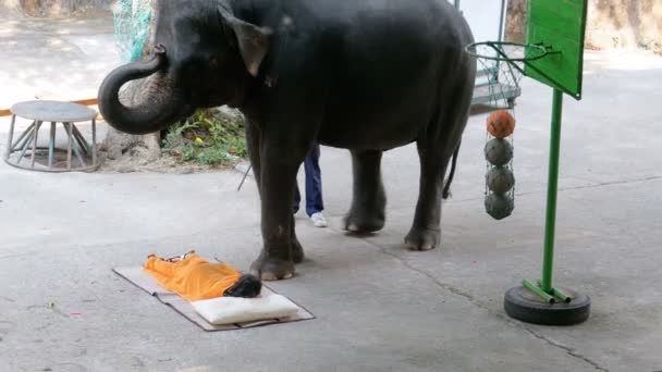 Prestaties van olifanten op de olifant show. Olifanten voeren verschillende trucs voor toeschouwers. — Stockvideo