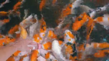 Bir şişe bir meme başı ile renkli Japon kırmızı sazan besleme. Tayland