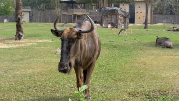 Savane africaine dans le zoo ouvert de Khao Kheow. Thaïlande 